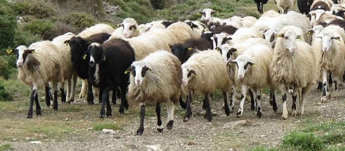 Απίστευτο περιστατικό στην Κρήτη: Πιάστηκαν στα χέρια για ένα... πρόβατο